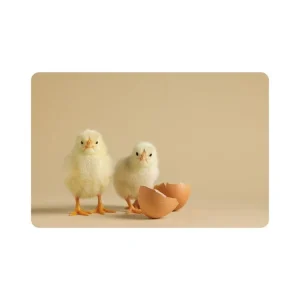 Placemat - PP bedrukt - 28 5x43 5cm - 12st - Chicklets